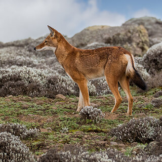 Bale Mountains - Sanetti - Ethiopian wolf